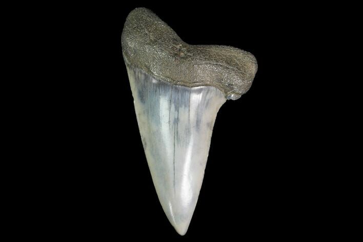 Fossil Mako Tooth - Lee Creek (Aurora), NC #142325